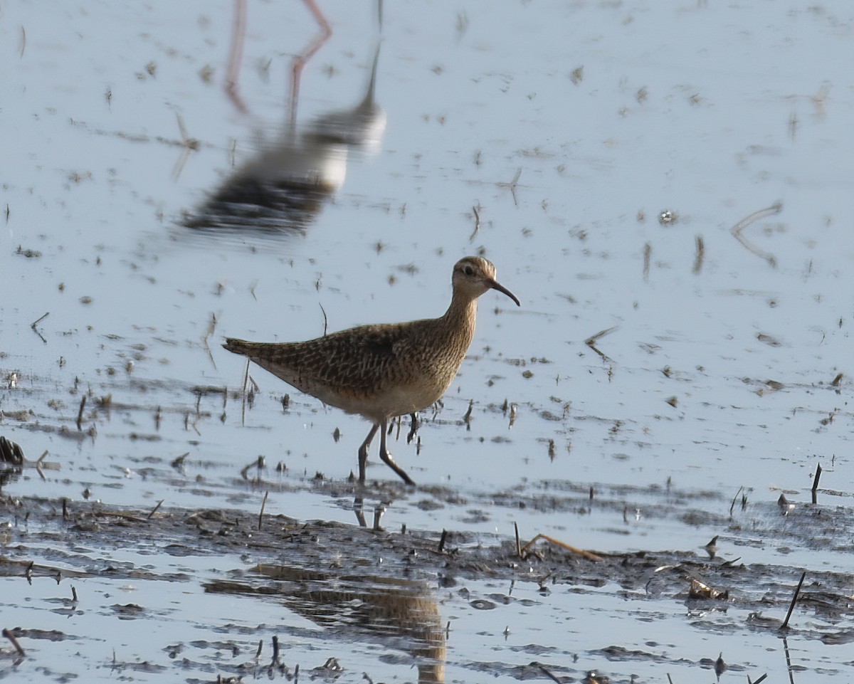 Little Curlew - ML486920271