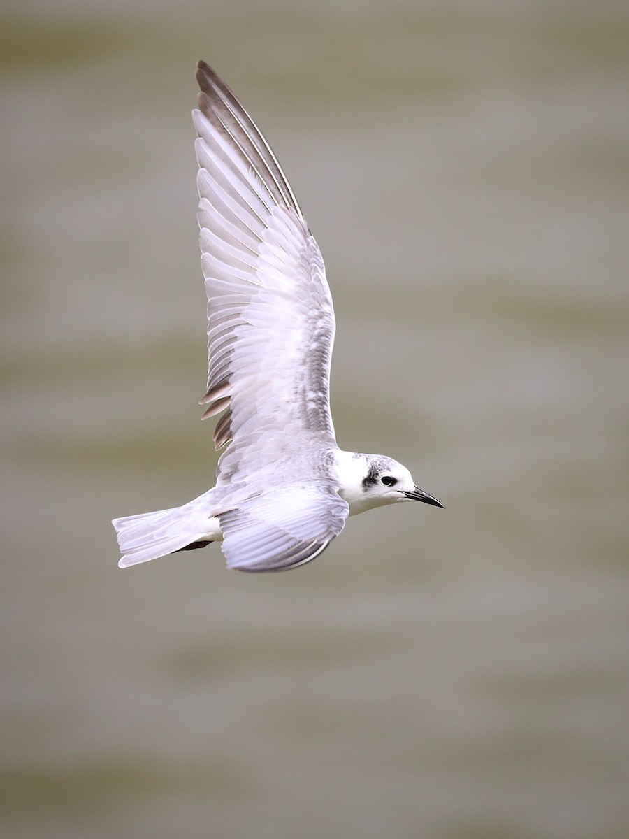 White-winged Tern - ML486932301
