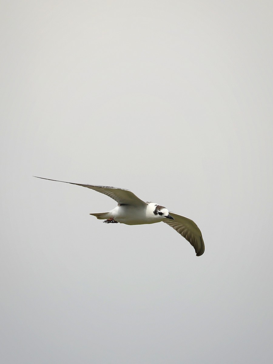 White-winged Tern - ML486932421