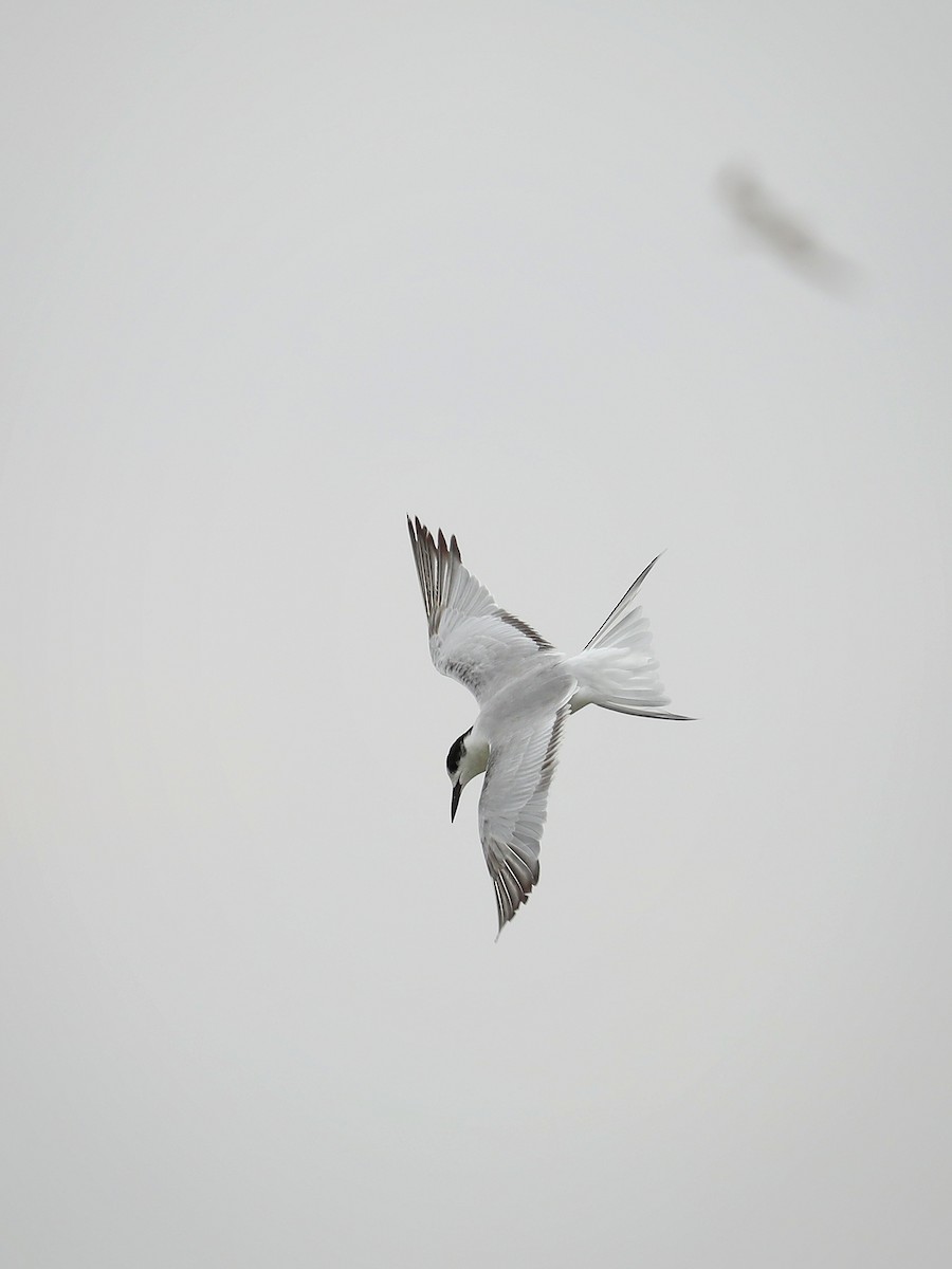 Common Tern - Matthias Alberti