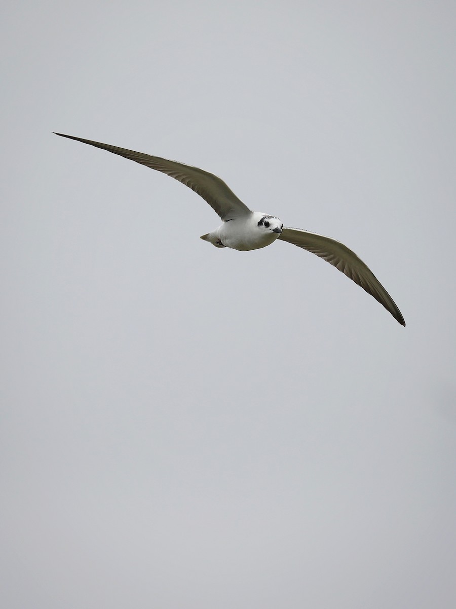 White-winged Tern - ML486932981