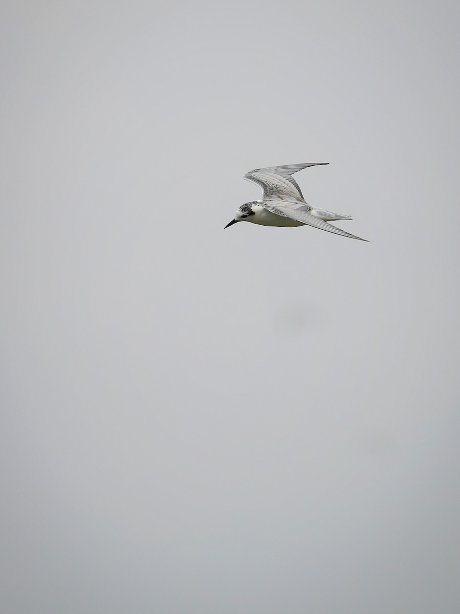 White-winged Tern - ML486933041
