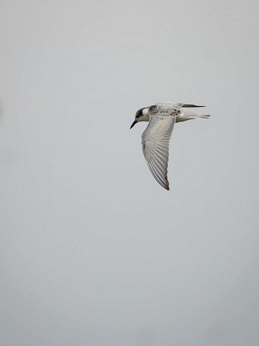 White-winged Tern - ML486933051