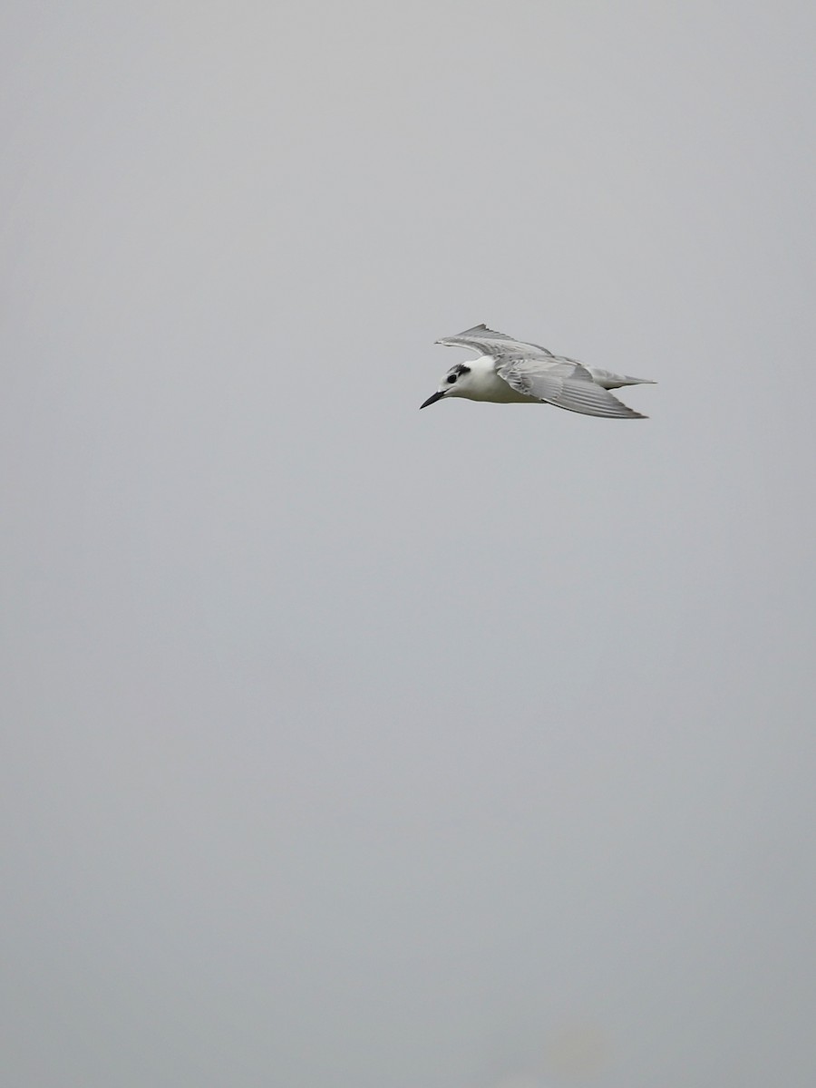 White-winged Tern - ML486933061