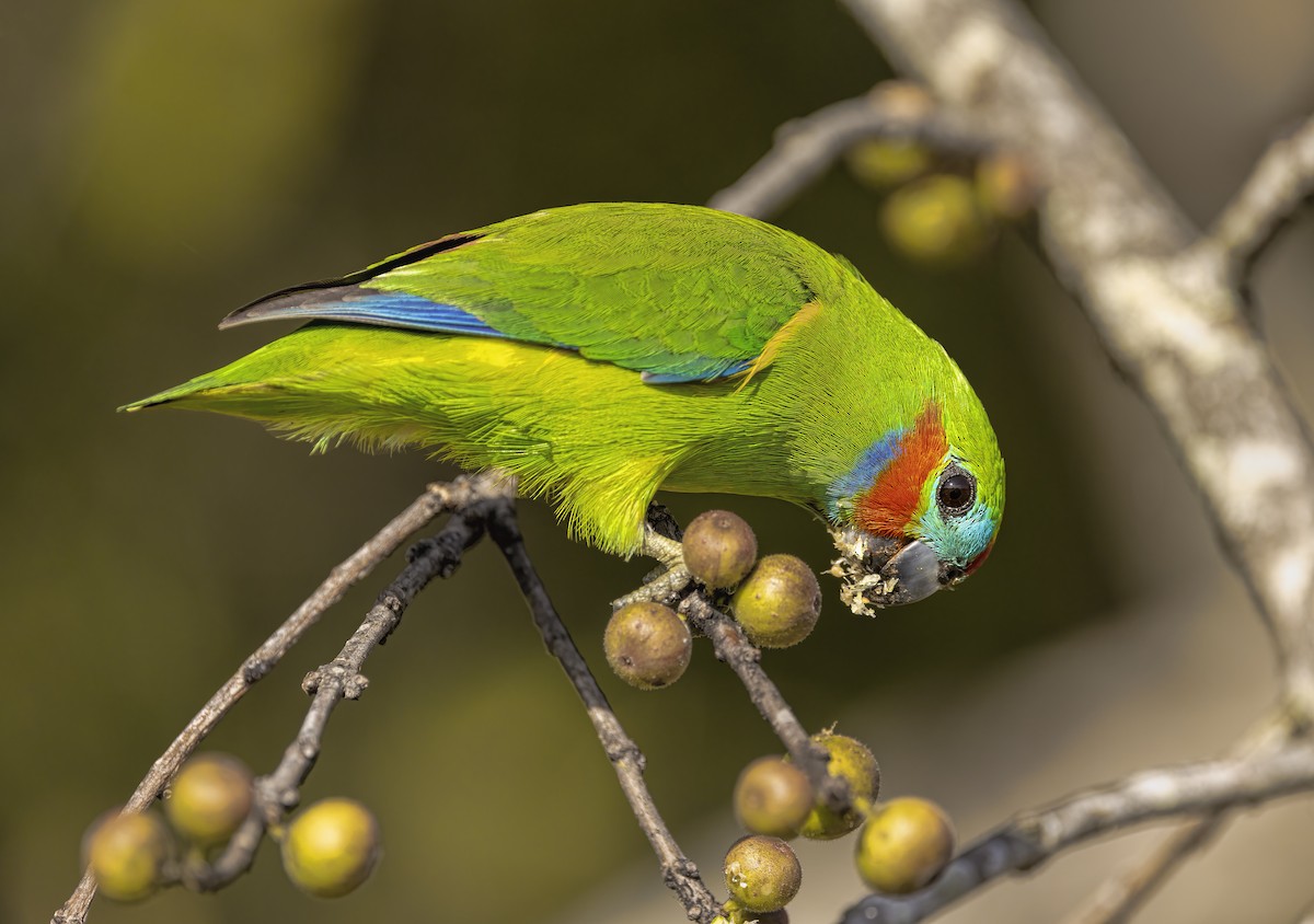 Double-eyed Fig-Parrot - ML486933631