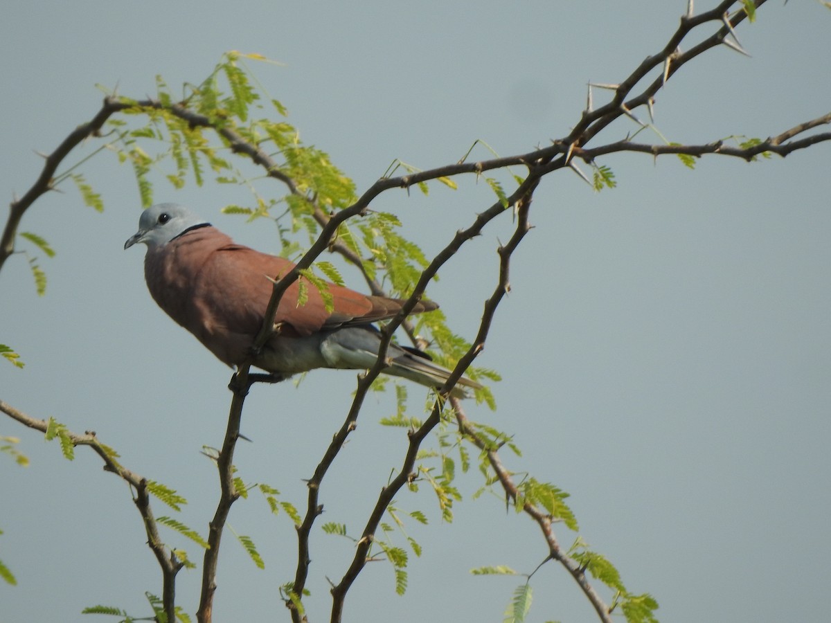 Red Collared-Dove - ML486940031