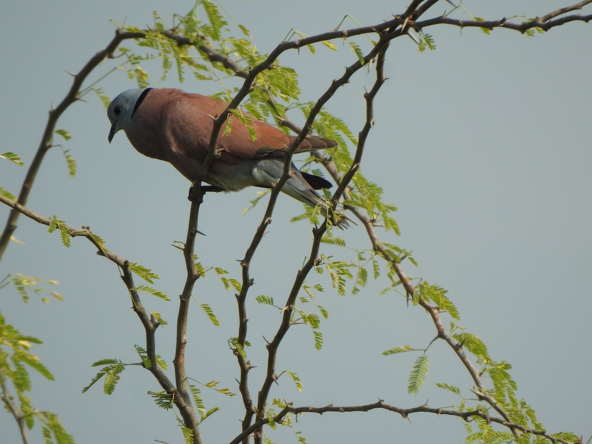 Red Collared-Dove - ML486940731