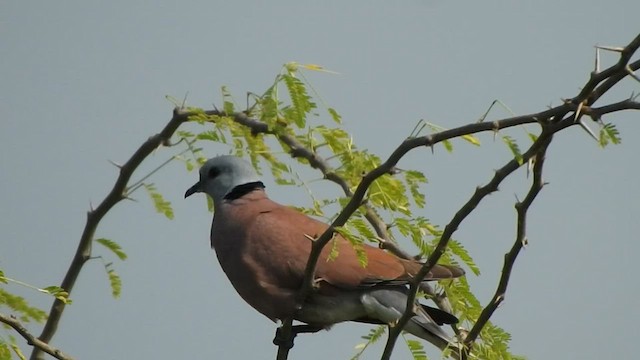 Red Collared-Dove - ML486946301