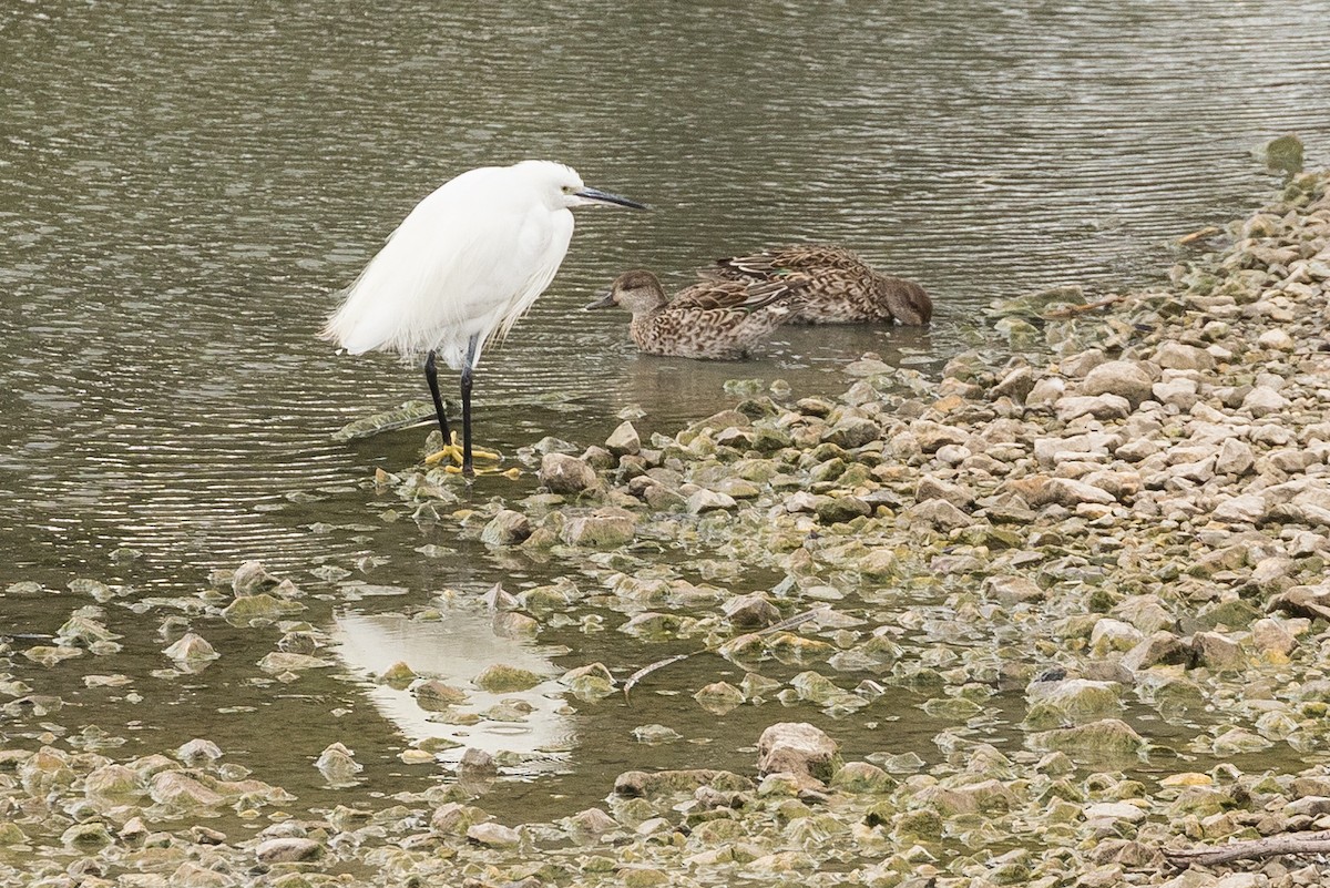 Little Egret - ML486947491