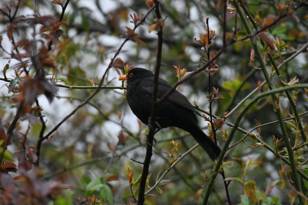 Eurasian Blackbird - Russell Waugh