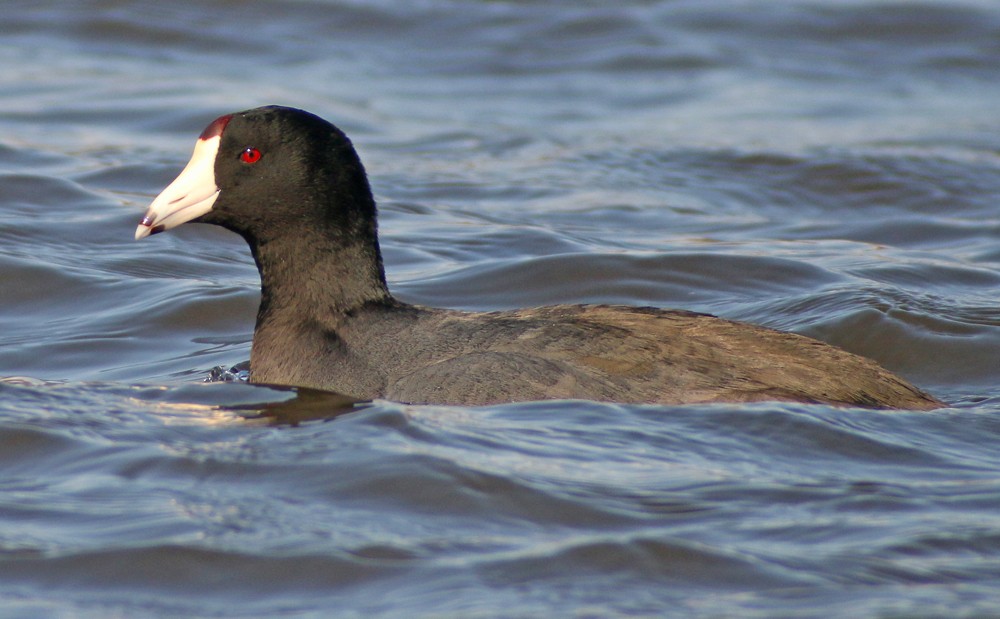 American Coot (Red-shielded) - ML48695721