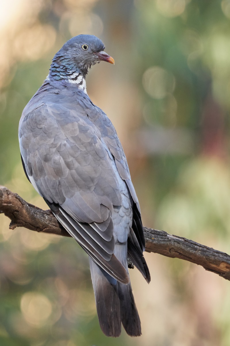 Common Wood-Pigeon - ML486958321