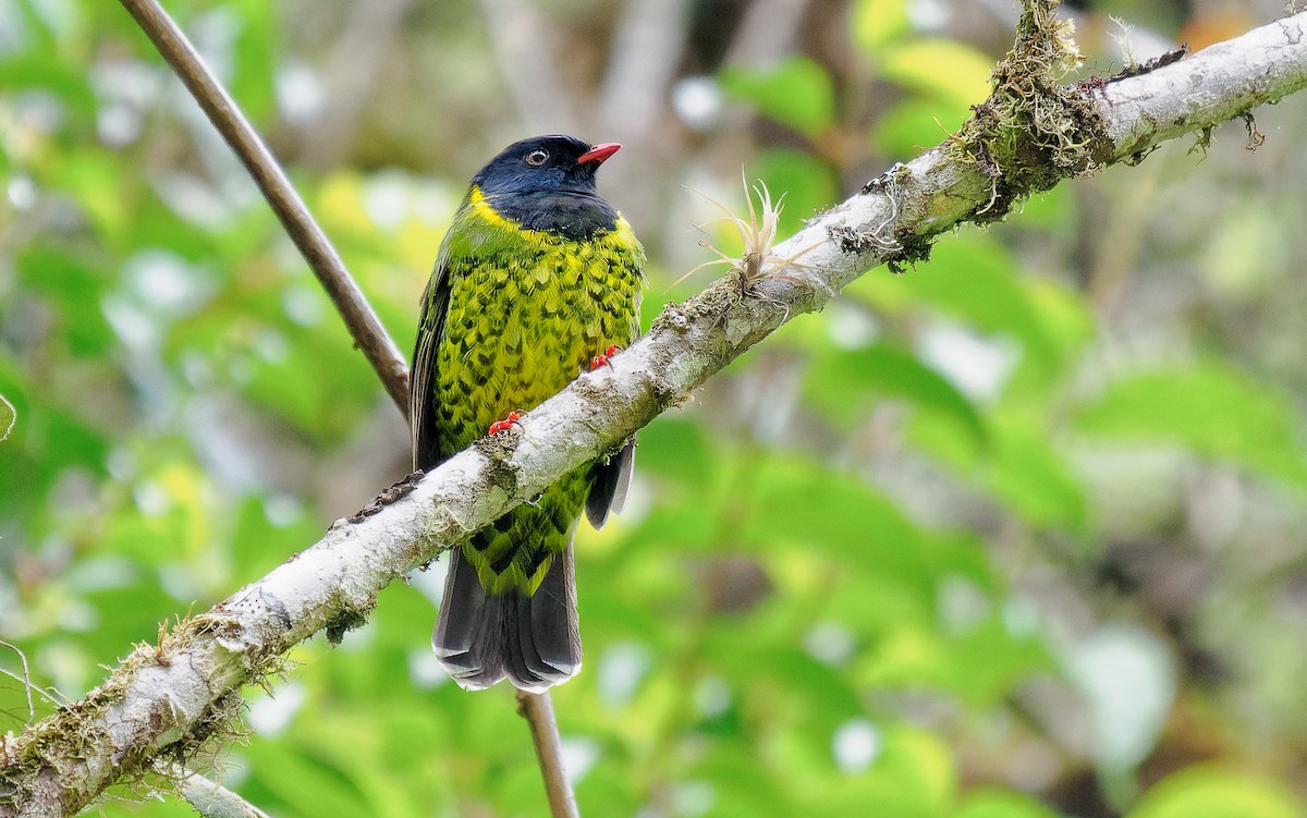Band-tailed Fruiteater - ML486958391