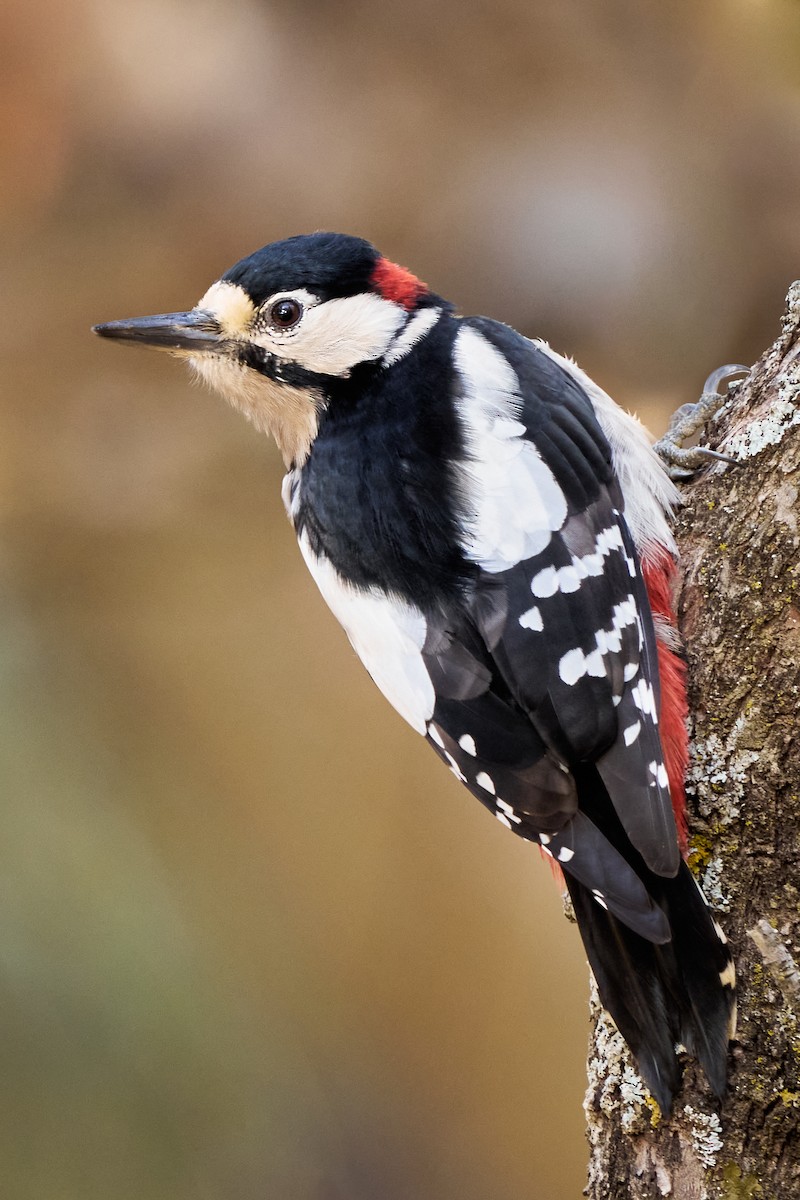 Great Spotted Woodpecker - ML486958561
