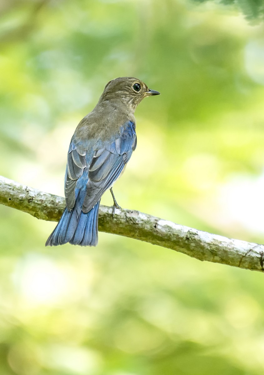 Blue-and-white Flycatcher - ML486960981