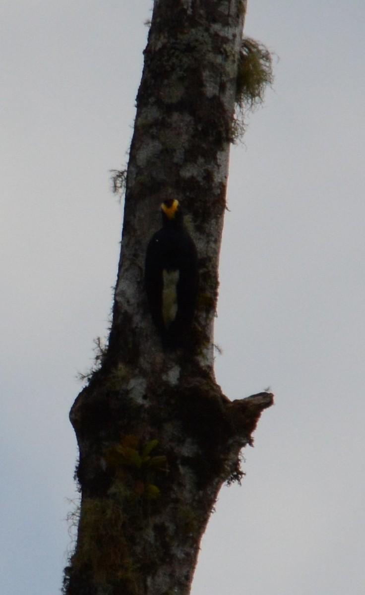Yellow-tufted Woodpecker - ML48696381