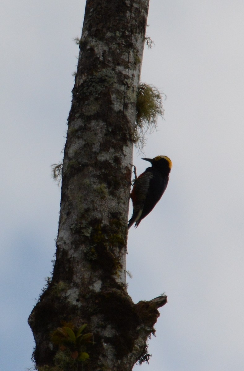 Yellow-tufted Woodpecker - ML48696391