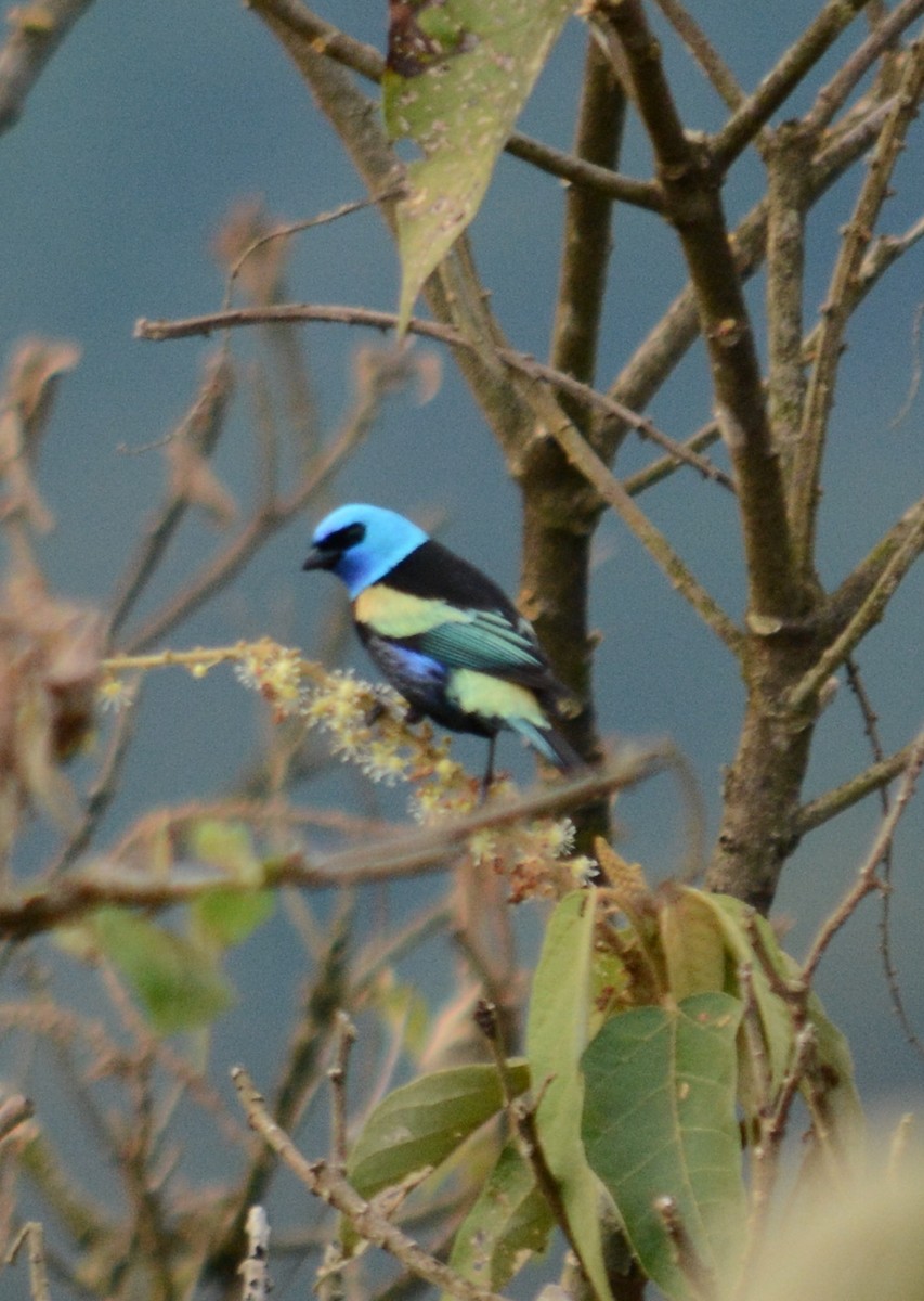 Blue-necked Tanager - ML48696771