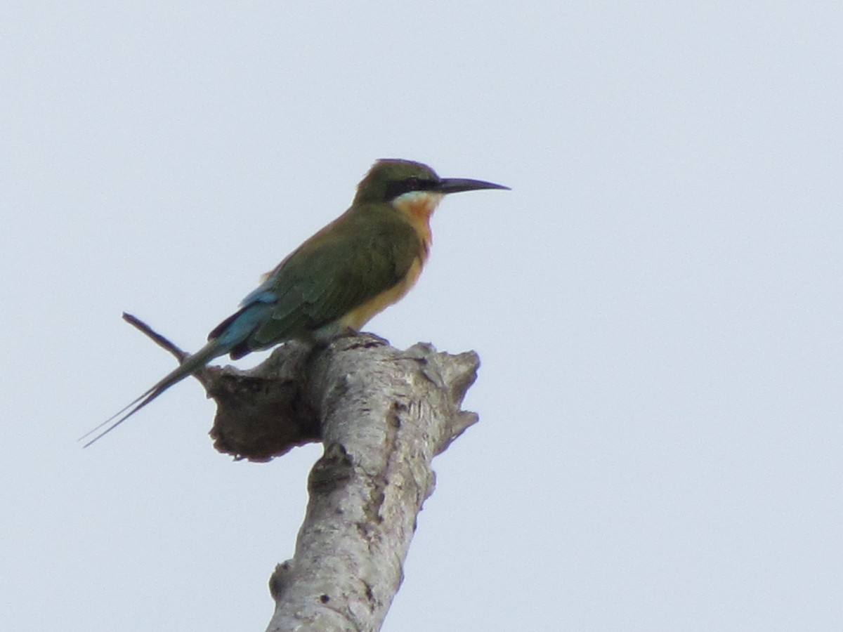 Blue-tailed Bee-eater - ML486968101