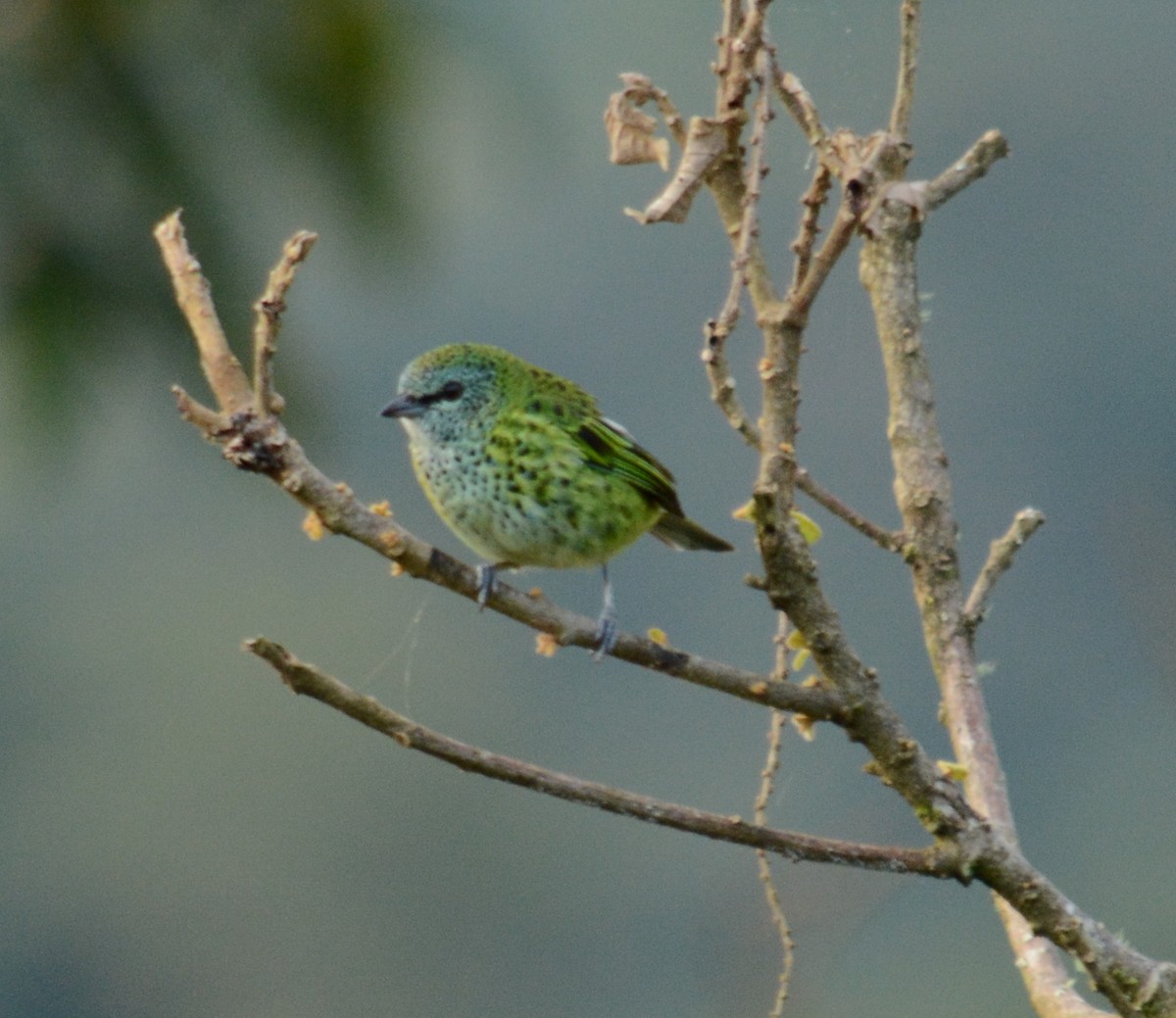 Spotted Tanager - ML48696861