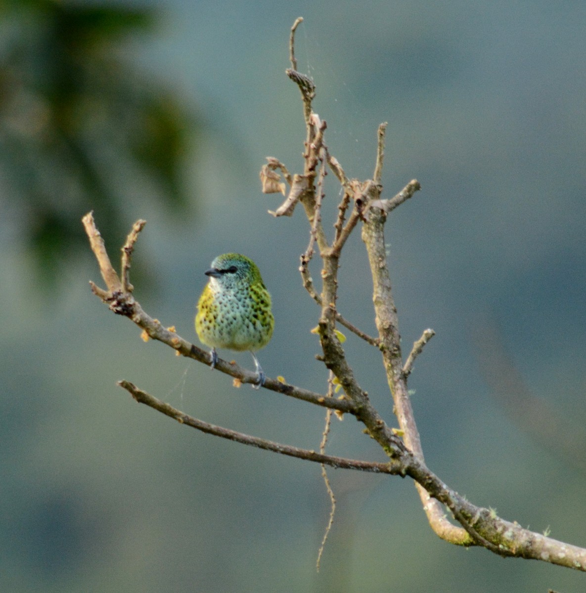 Spotted Tanager - ML48696911