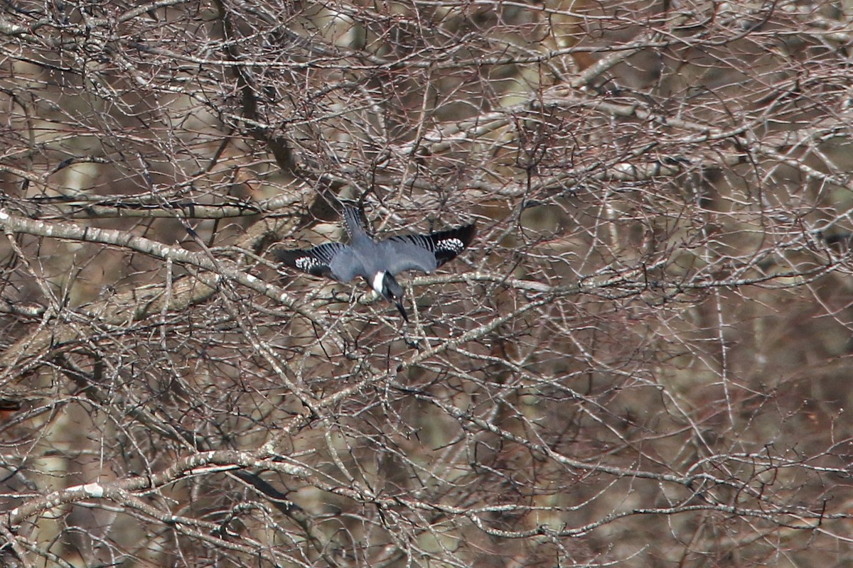 Belted Kingfisher - ML48696931