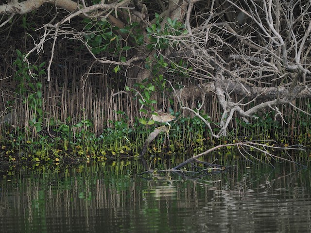 Bird at the mangroves; Pingtung County, Taiwan. - Yellow Bittern - 