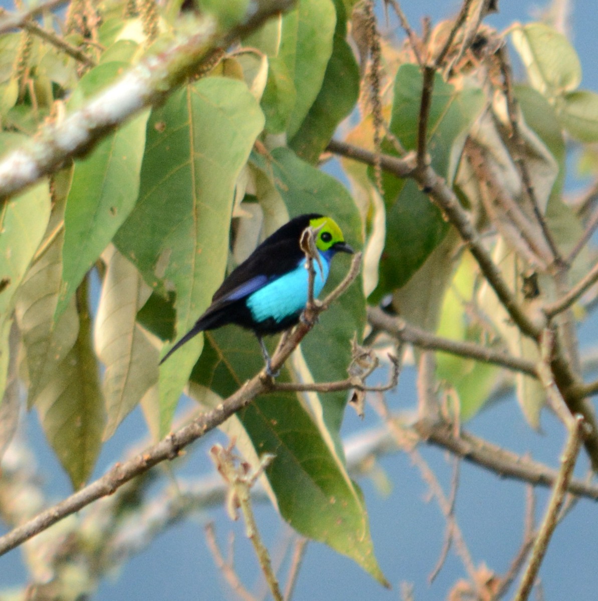 Paradise Tanager - ML48696981