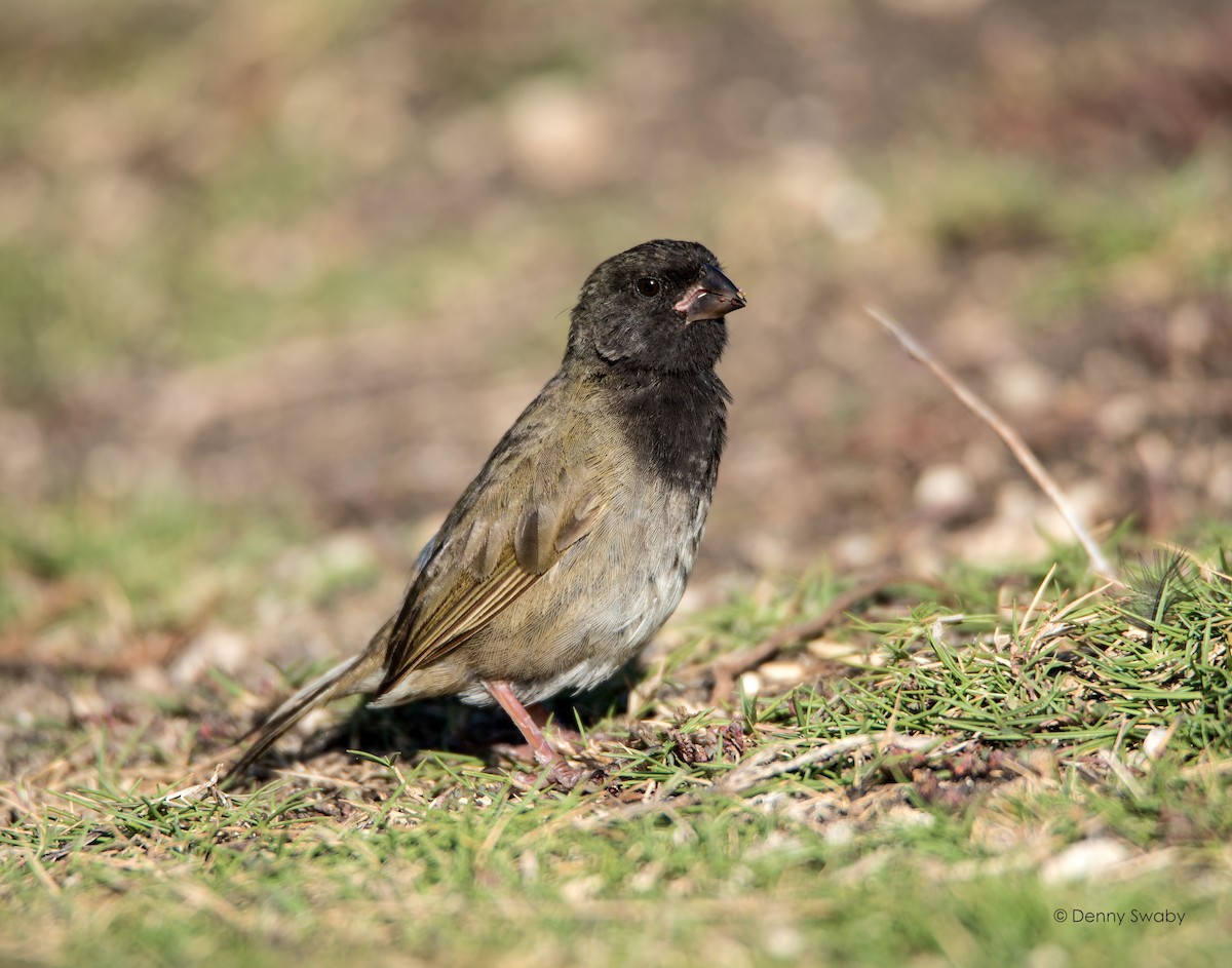 Black-faced Grassquit - Denny Swaby