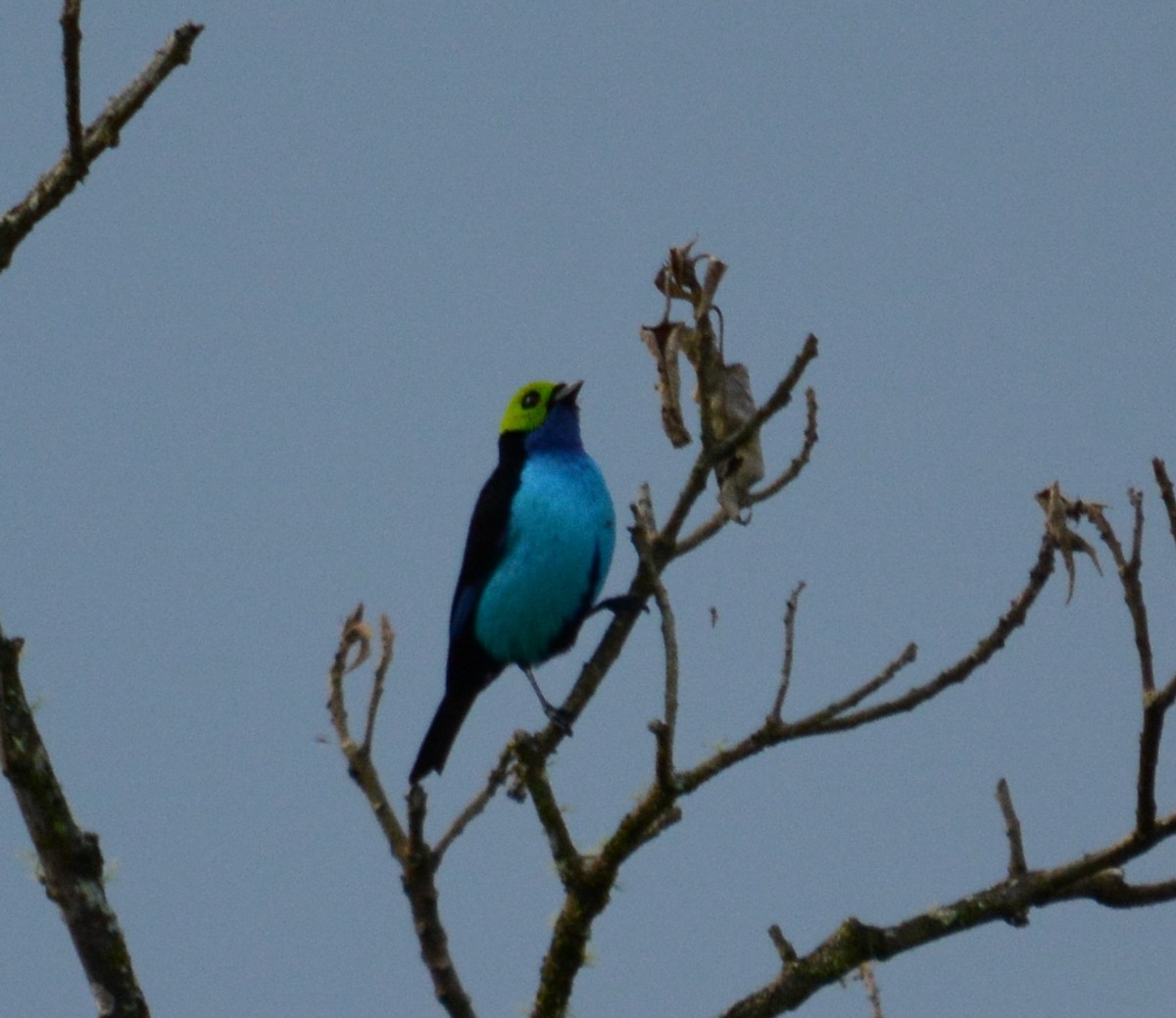 Paradise Tanager - ML48697021