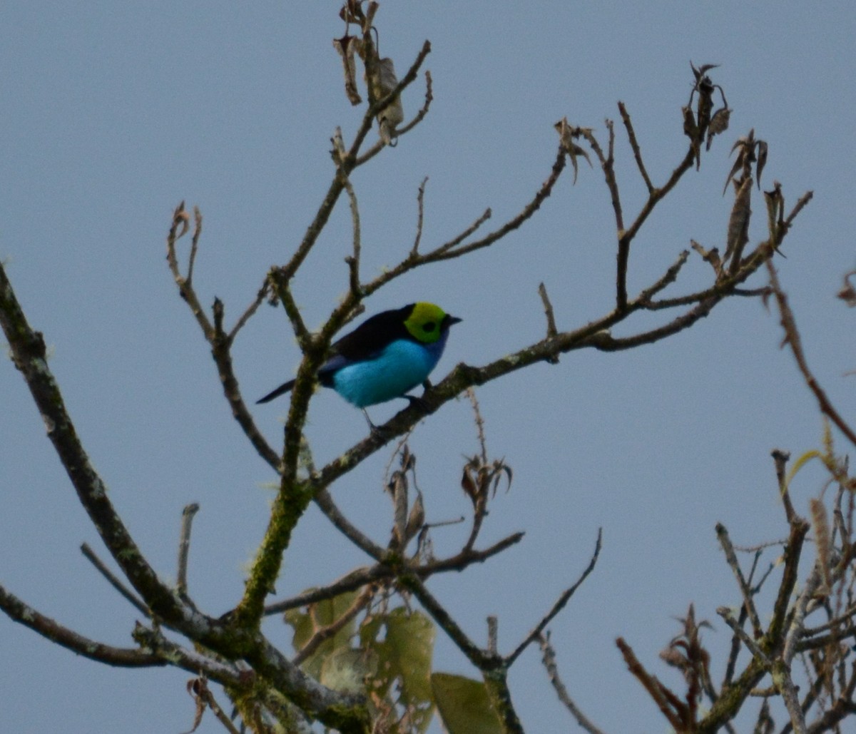 Paradise Tanager - ML48697031
