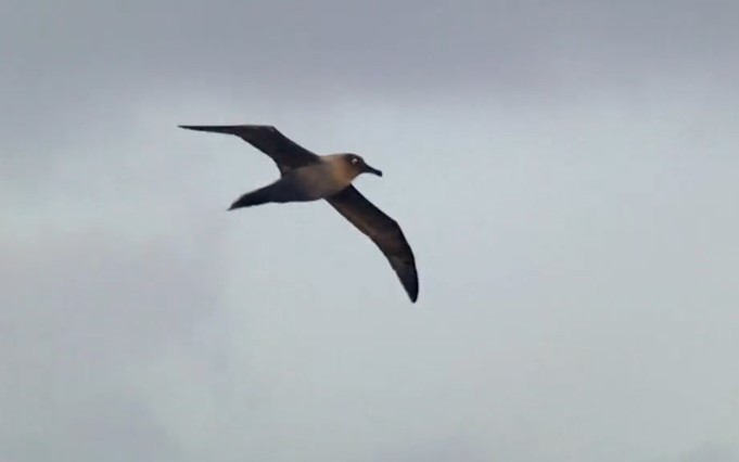 albatros světlehřbetý - ML486971881