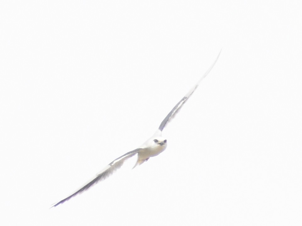 Black-winged Kite - ML486975041
