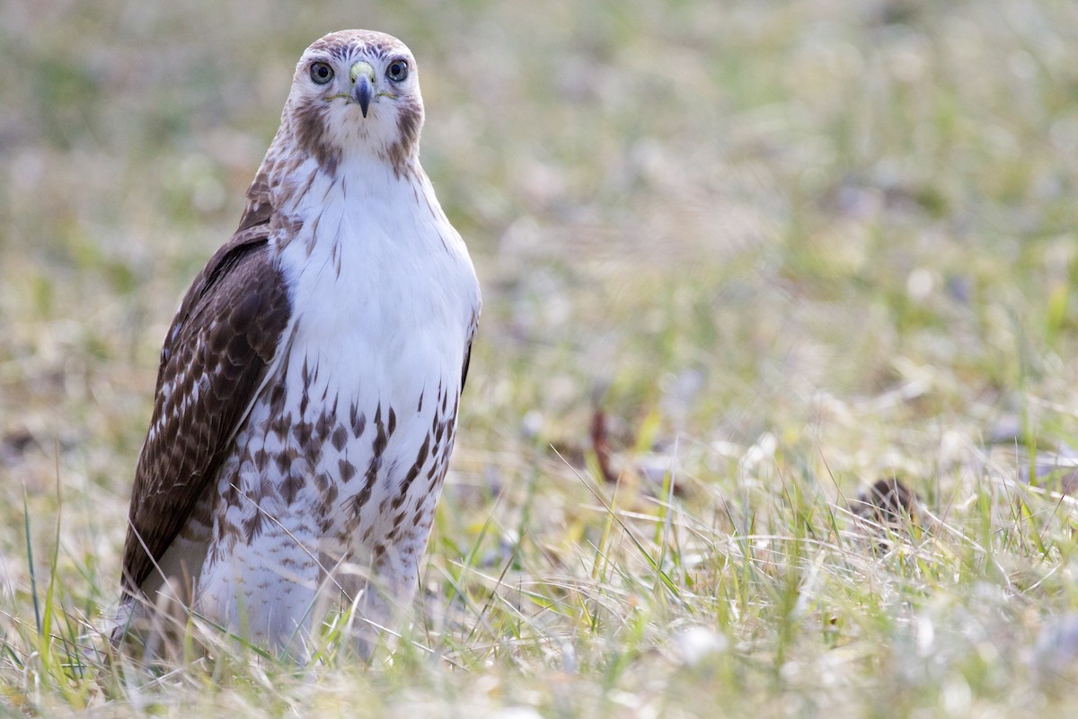 Red-tailed Hawk (borealis) - Gates Dupont