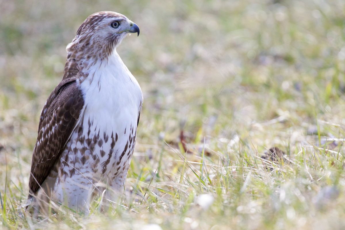 Red-tailed Hawk (borealis) - Gates Dupont