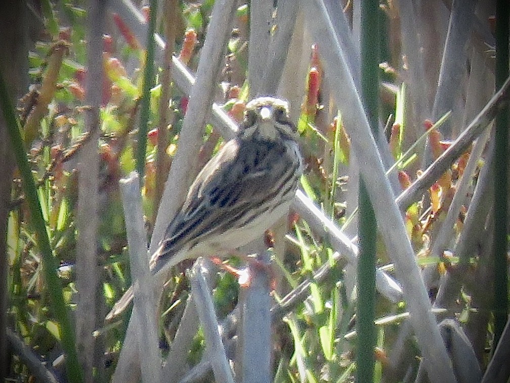 Savannah Sparrow - ML486983601