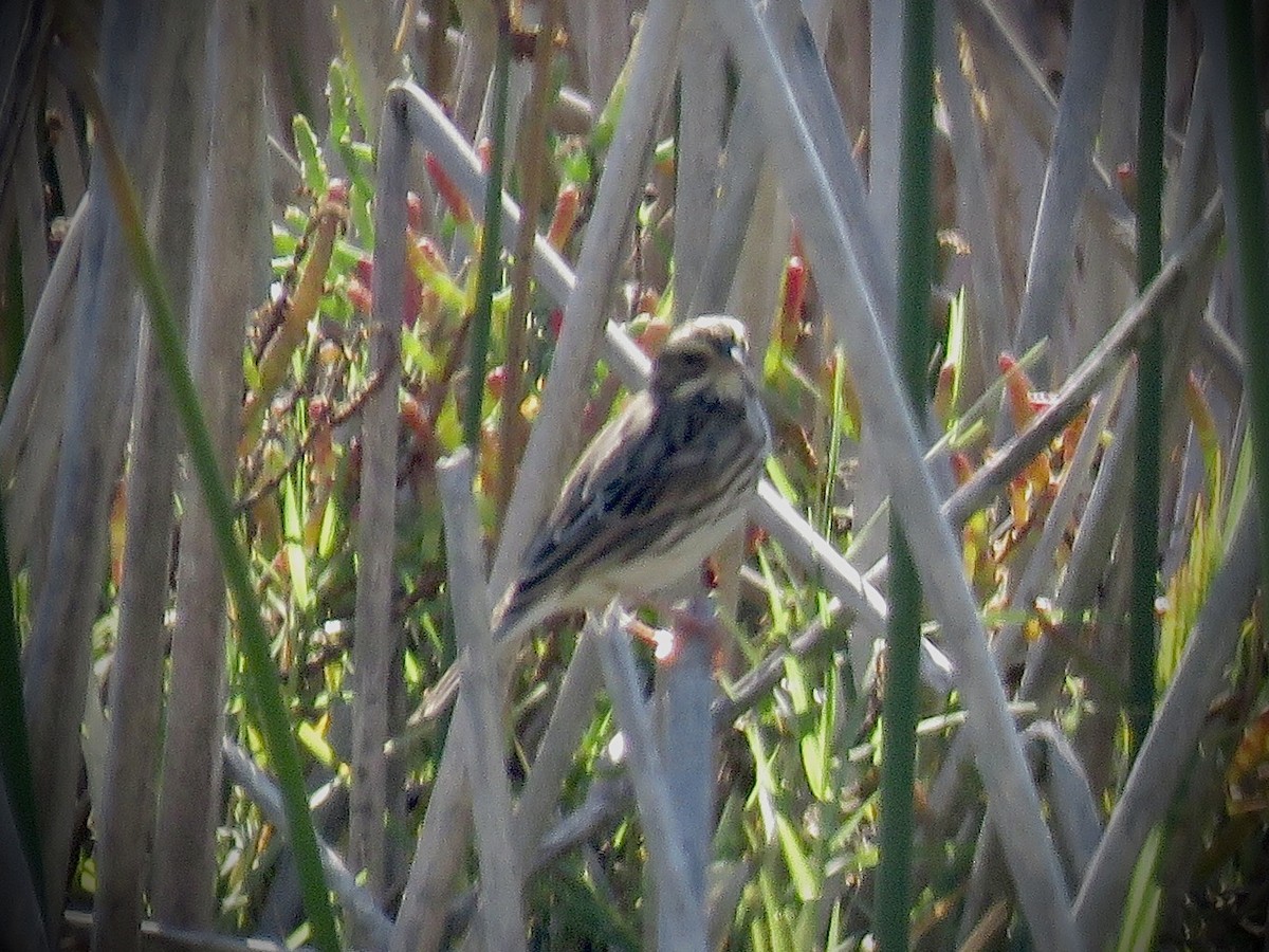 Savannah Sparrow - ML486983611