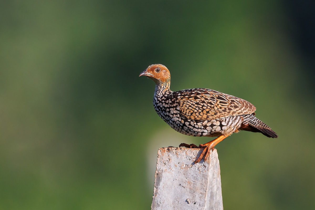 Painted Francolin - ML486997571