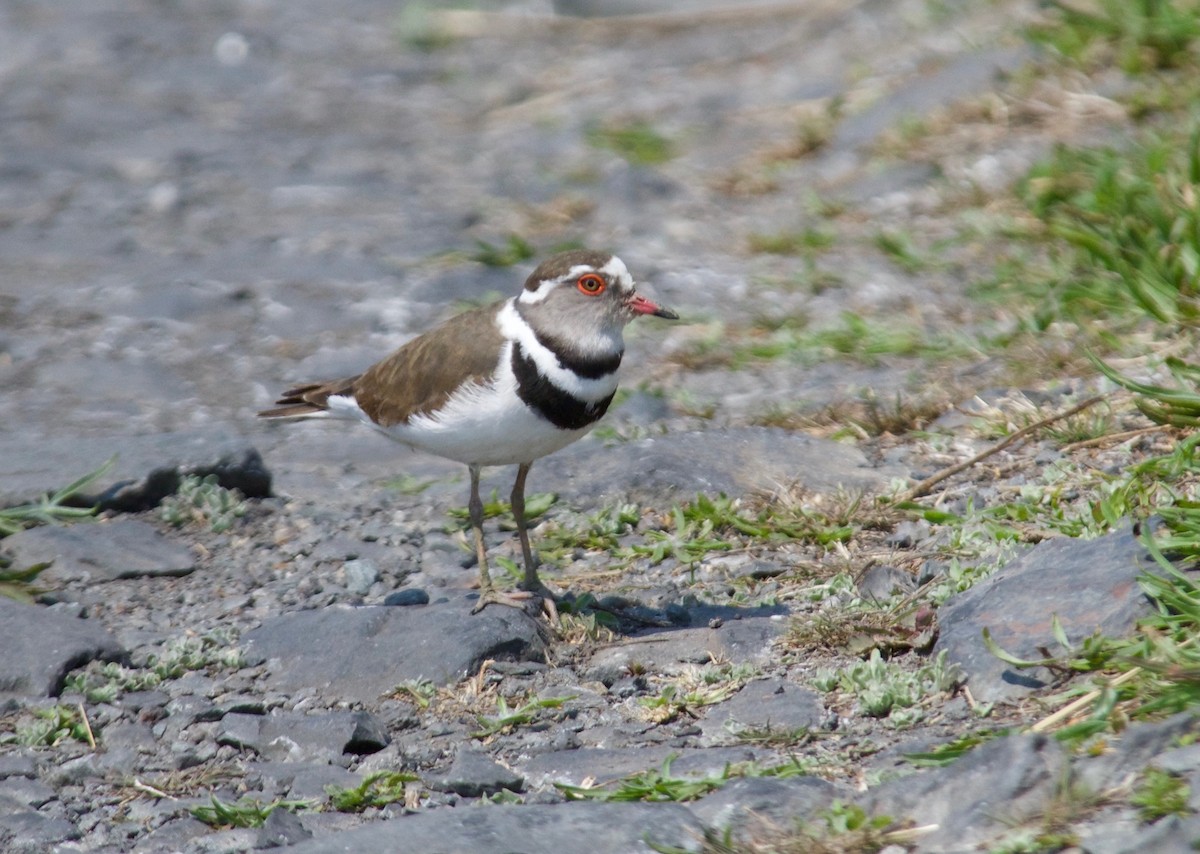 Three-banded Plover (African) - ML486999711