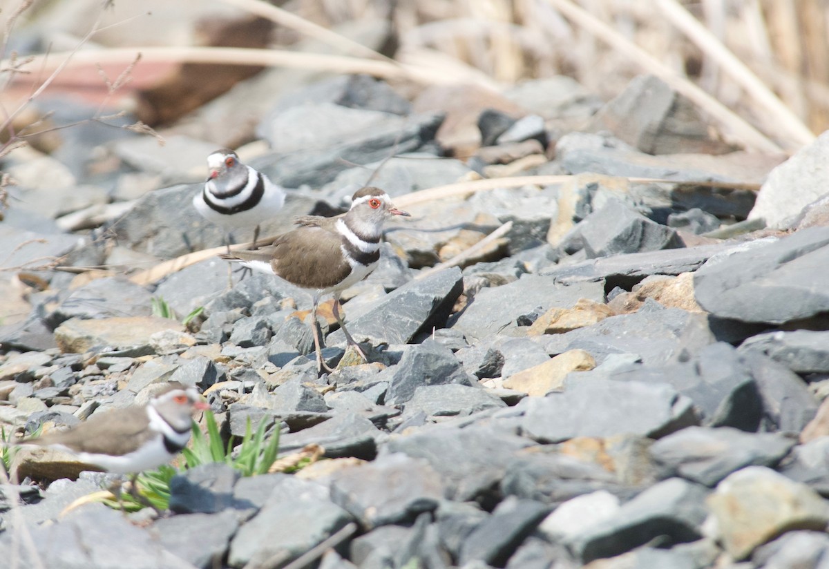 Three-banded Plover (African) - ML486999721