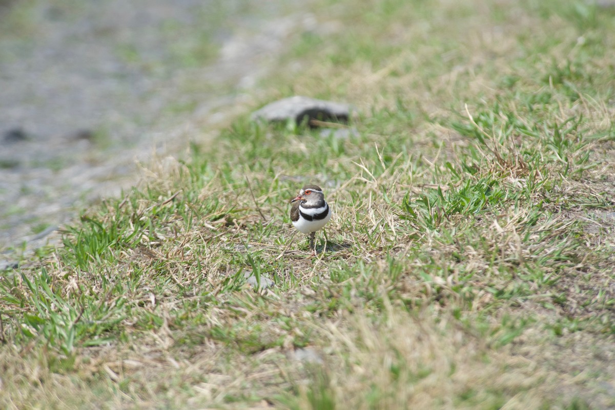 Three-banded Plover (African) - ML486999731