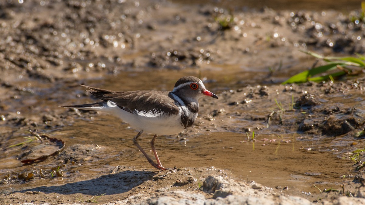 Three-banded Plover - ML487007471