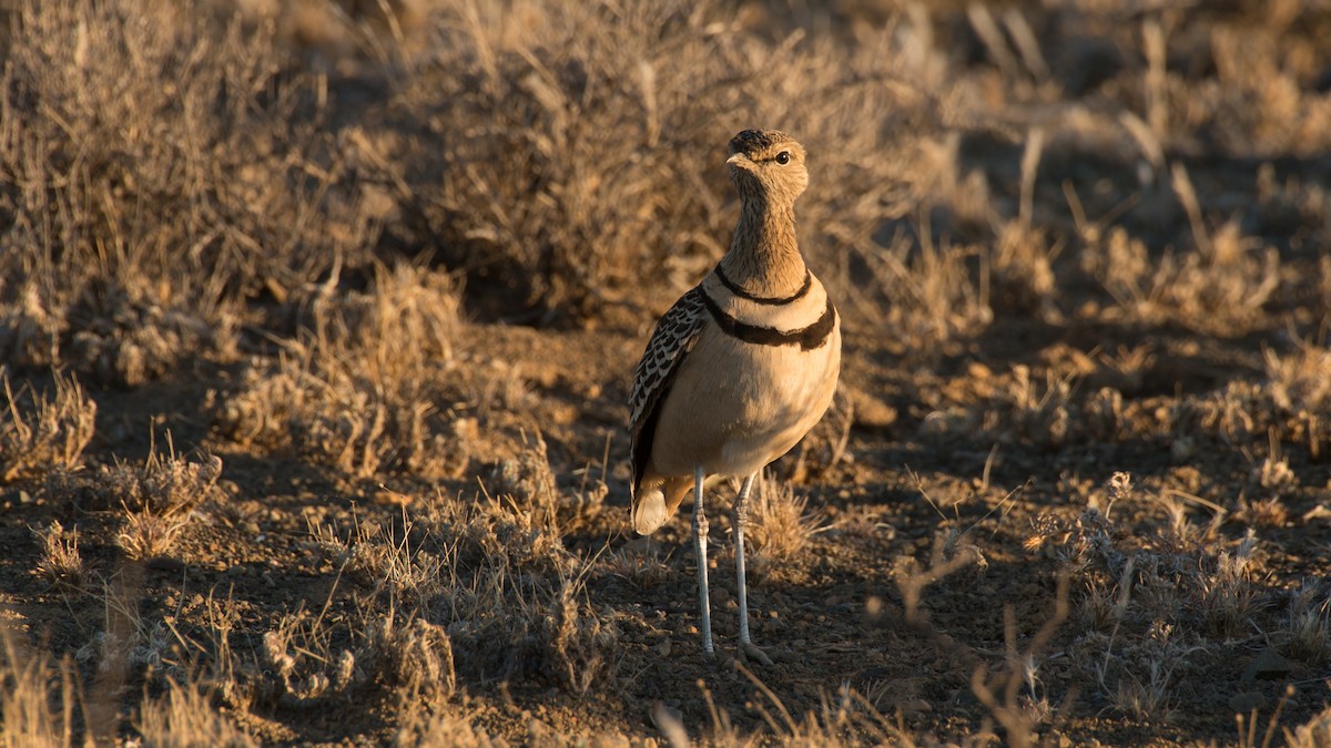 Double-banded Courser - ML487007521