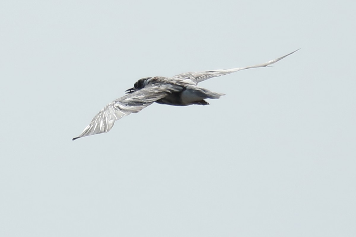 White-winged Tern - ML487007851