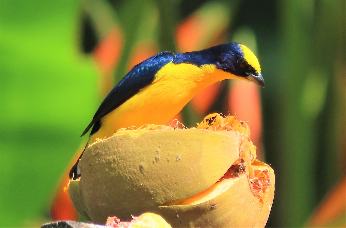 Thick-billed Euphonia (Black-tailed) - ML487007941