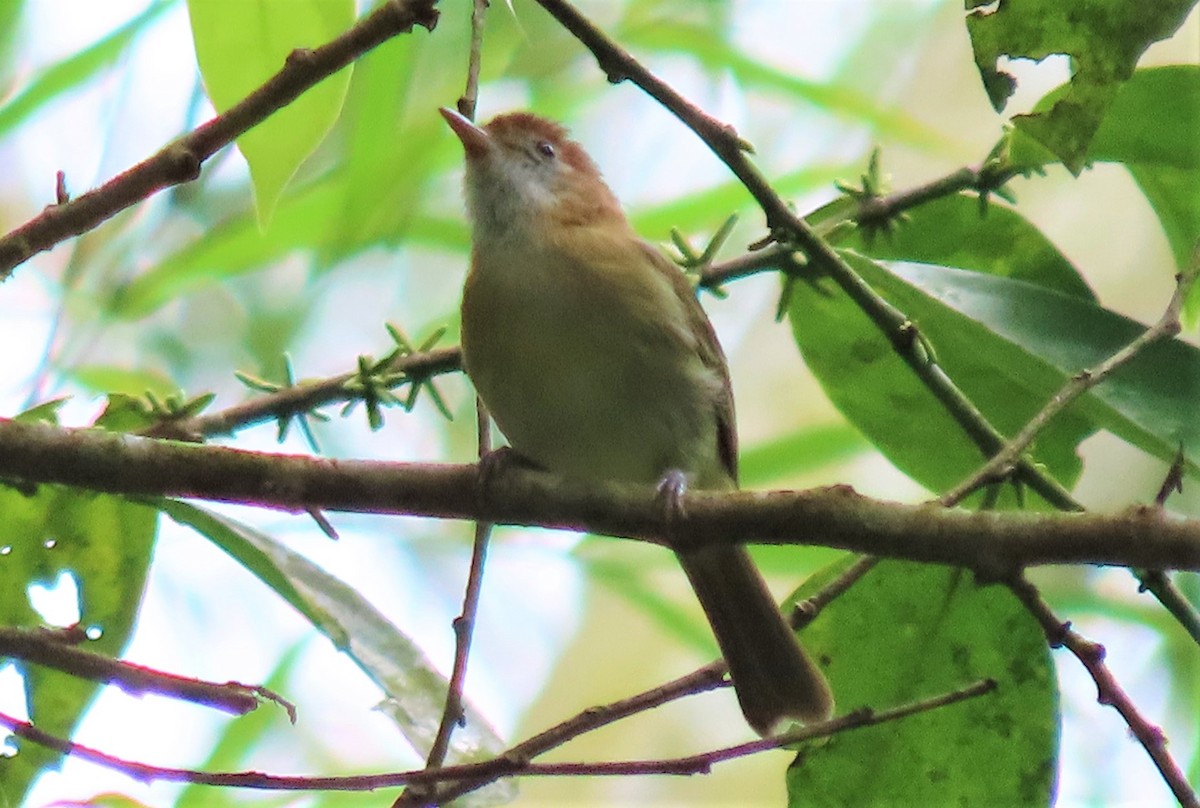 Rufous-naped Greenlet - ML487009001