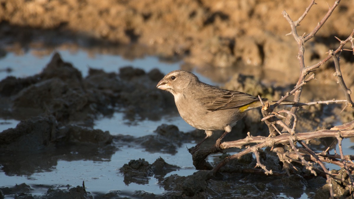 White-throated Canary - ML487010161