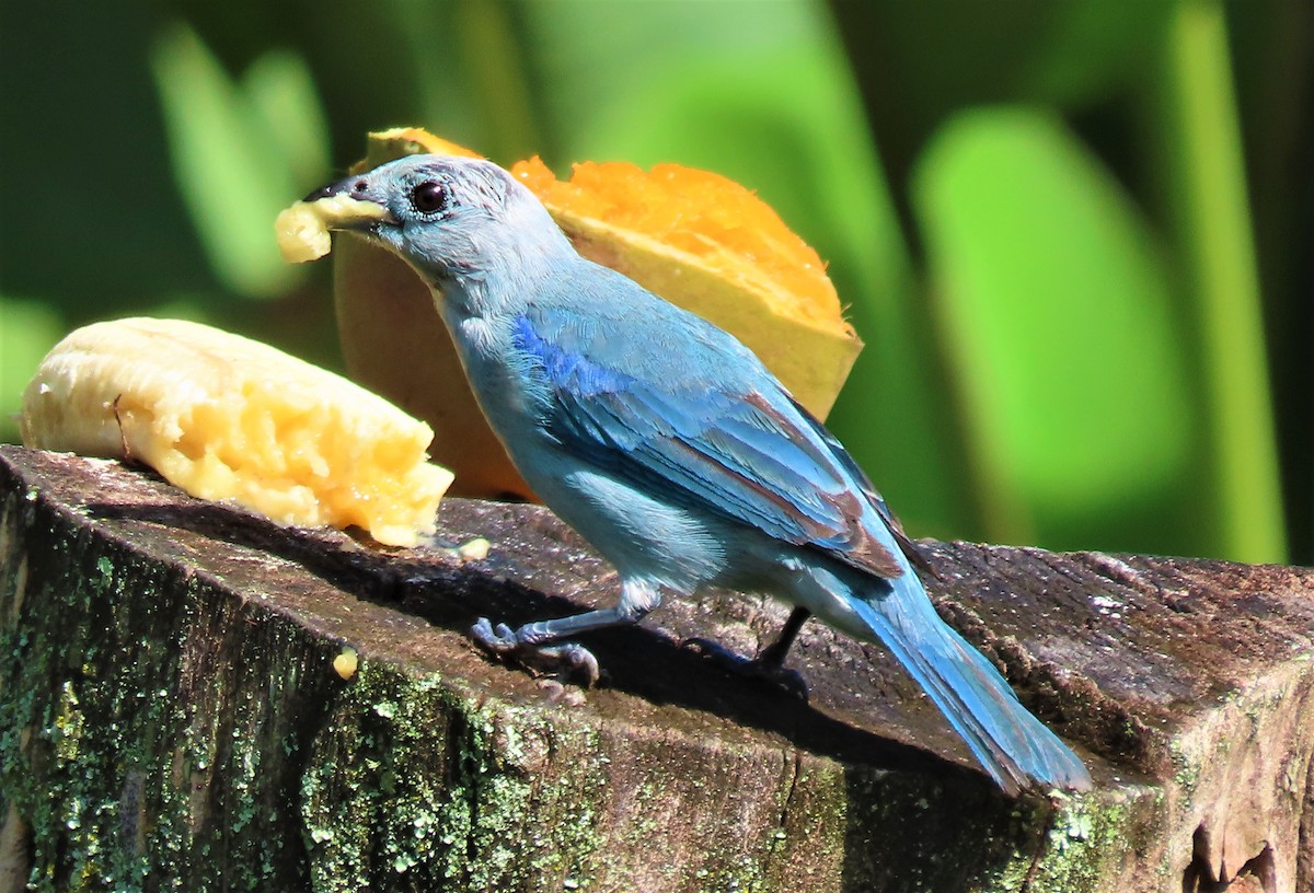 Blue-gray Tanager (Blue-gray) - ML487011681