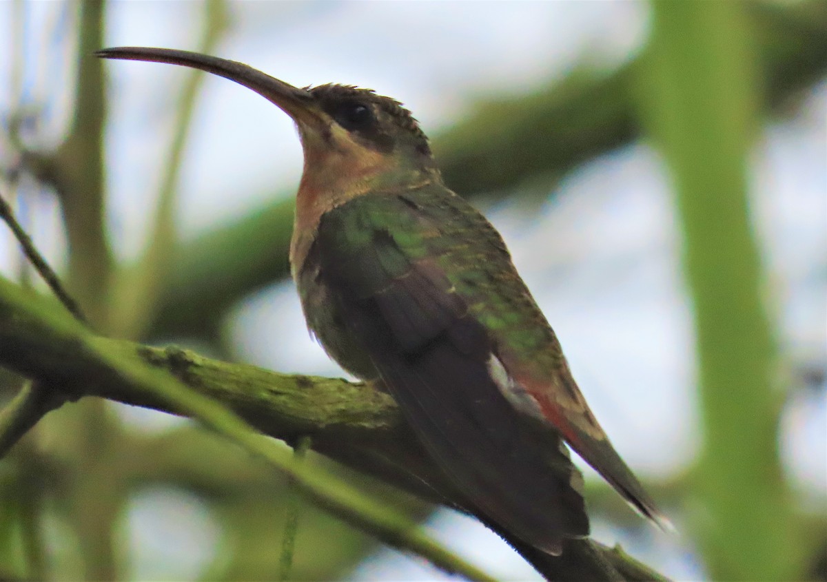 Rufous-breasted Hermit - ML487014781