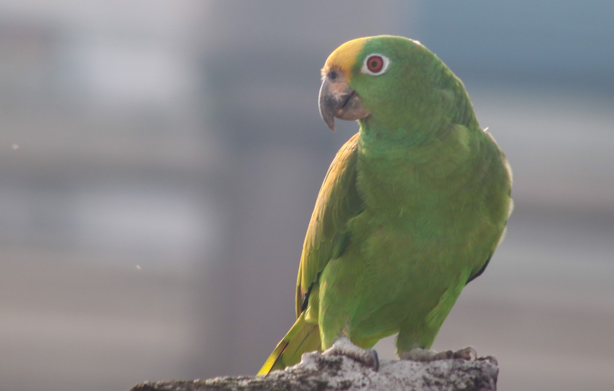 Yellow-crowned Parrot - ML487014911